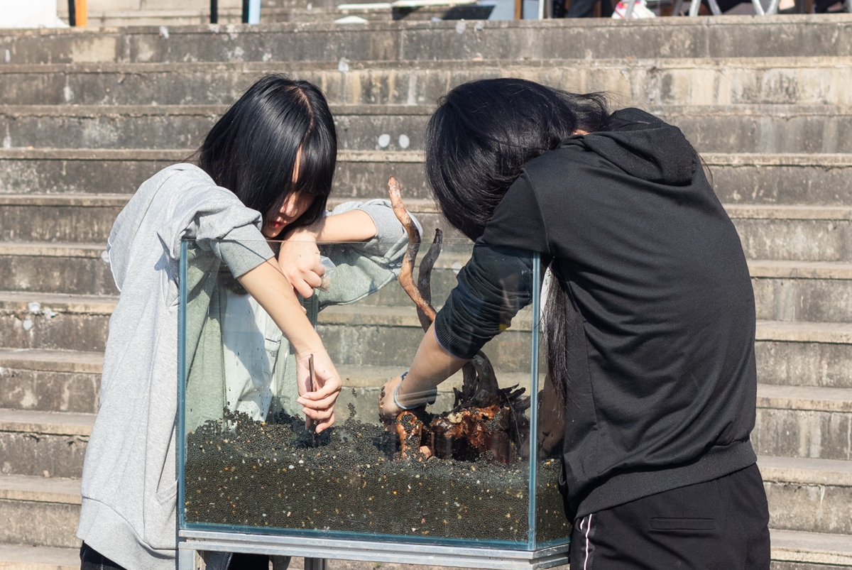 棋牌娱乐
同学共同协作进行水族造景大赛(学通社记者 吴奕彤 摄) 棋牌娱乐
同学共同协作进行水族造景大赛(学通社记者 吴奕彤 摄)